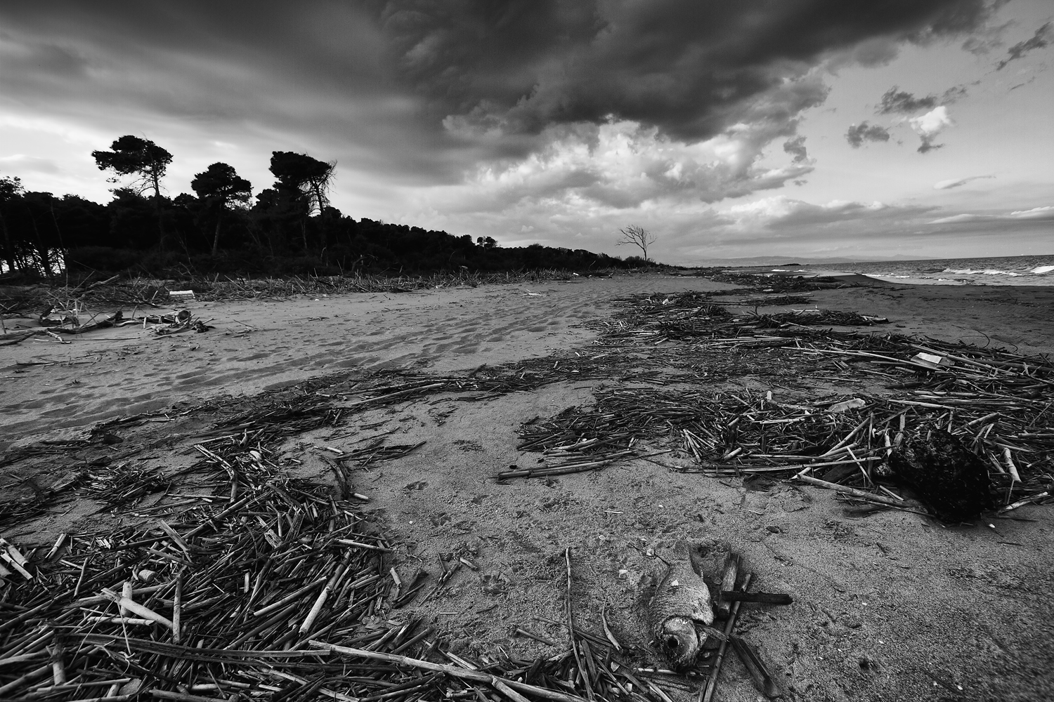 Fotografia di Francesco Nicosia